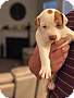 Adopt A Pet :: Tina/Thelma - Raleigh, NC