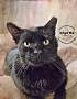 Adopt A Pet :: Monte - Belton, MO