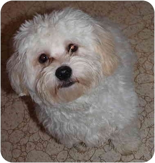 Koby | Adopted Puppy | Koby - maltipoo | Toronto/Etobicoke/GTA, ON ...