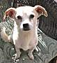 Adopt A Pet :: Cubby - Costa Mesa, CA