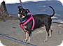 Adopt A Pet :: Kiki - Simi Valley, CA