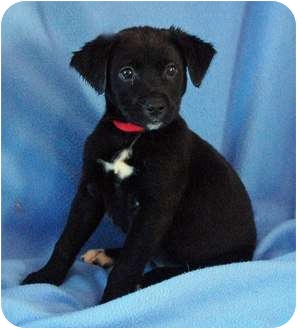 Mandy - lab/springer pup | Adopted Puppy | Mora, MN | Labrador ...