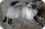 Adopt A Pet :: Balboa - Addison, IL