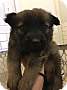 Adopt A Pet :: Anamaria - Raleigh, NC