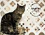 Adopt A Pet :: Pop - Belton, MO