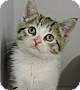 Adopt A Pet :: Electra - Massapequa, NY
