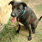 Adopt A Pet :: Smith - Denton, TX