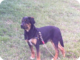 Charlie | Adopted Puppy | 111 | Andrew, IA | Bernese ...