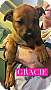 Adopt A Pet :: Gracie - Winchester, VA