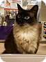 Adopt A Pet :: Gigi - ROWLETT, TX