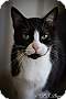 Adopt A Pet :: Trina - Belton, MO