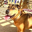 Adopt A Pet :: Jill - Denton, TX