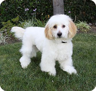 CHARLES | Adopted Dog | Newport Beach, CA | Poodle (Standard)/Maltese Mix