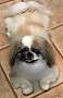 Adopt A Pet :: Mindy - Simi Valley, CA