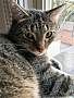 pet photo