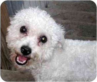 Milo | Adopted Dog | Chicago, IL | Bichon Frise/Miniature Poodle Mix