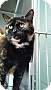 Adopt A Pet :: Mitzy - South Haven, MI