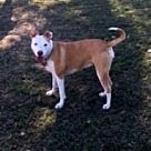 Adopt A Pet :: Ginger - Denton, TX