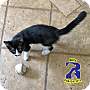 Adopt A Pet :: Billy - ROWLETT, TX