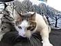 Adopt A Pet :: Mama Cat - South Haven, MI