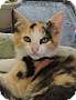 Adopt A Pet :: Donna - Massapequa, NY