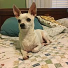 Adopt A Pet :: Diego - Denton, TX
