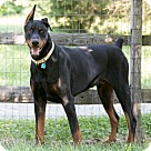 Doberman Puppies & Dogs For Adoption