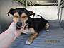 Adopt A Pet :: LUCAS - Conroe, TX
