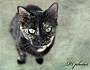 Adopt A Pet :: Twinkie - Belton, MO