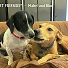 Adopt A Pet :: Blue + Mabel - Denton, TX