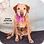 Adopt A Pet :: JENNA - Conroe, TX