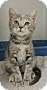 Adopt A Pet :: Robin - Massapequa, NY