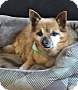 Adopt A Pet :: Rusty - Costa Mesa, CA