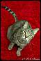 Adopt A Pet :: Tundra - Belton, MO