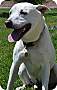 Adopt A Pet :: Rusty - Simi Valley, CA
