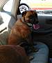 Adopt A Pet :: Gretchen - Winchester, VA