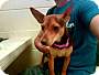 Adopt A Pet :: LEXI - Conroe, TX