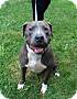 Adopt A Pet :: Bruno - Winchester, VA