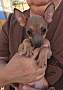 Adopt A Pet :: Logan - Gilbert, AZ