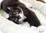 Adopt A Pet :: Percy - Massapequa, NY