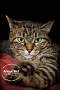 Adopt A Pet :: Izabella - Belton, MO