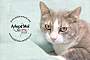 Adopt A Pet :: Monica - Belton, MO