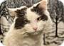 Adopt A Pet :: Lucky - South Haven, MI