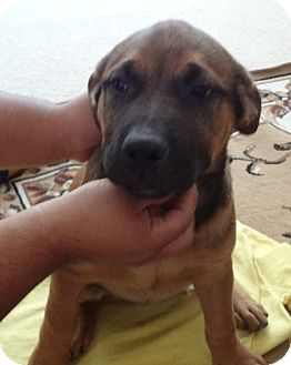 mix mastiff shepherd german hana nuevo