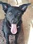 Adopt A Pet :: Charlotte - Winchester, VA
