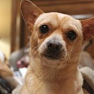 Adopt A Pet :: Prince - Denton, TX
