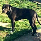 Adopt A Pet :: Marco - Denton, TX