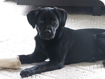 Mia | Adopted Puppy | Cincinnati, OH | Cocker Spaniel ...
