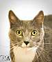 Adopt A Pet :: Roxy - Belton, MO