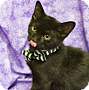 Adopt A Pet :: Straightedge - Addison, IL